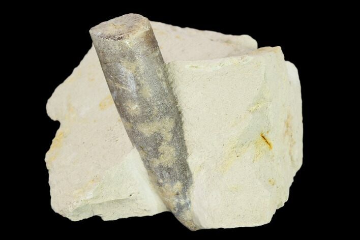 Belemnite Fossil In Rock - Jedrzejow, Poland #134370
